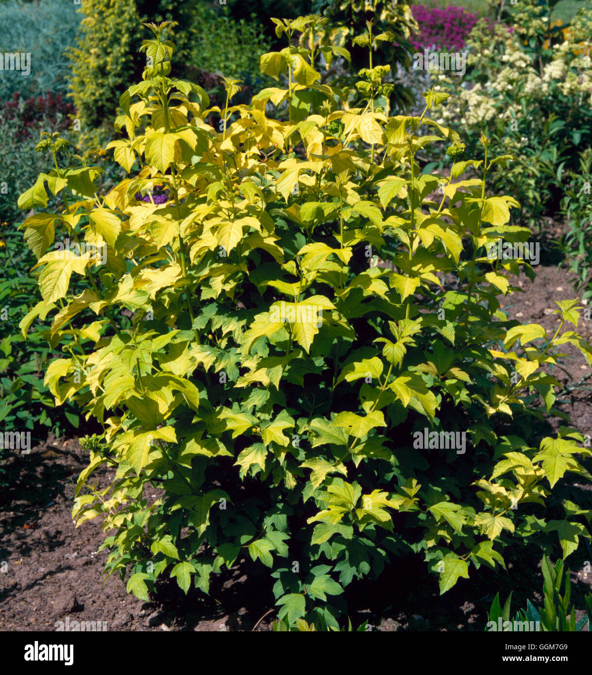 Viburnum opulus - `Aureum'   TRS031001 Stock Photo